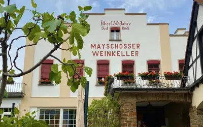 dummy winzergenossenschaft WG MAyschoss